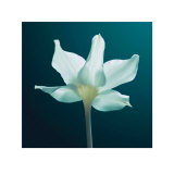 Buy Light and Shadow at AllPosters.com