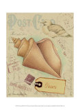 Postcard Shells III