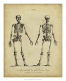 Anatomy Study I