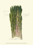 Buy Asparagus Officinalis at AllPosters.com