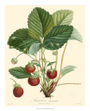 Buy Strawberries at AllPosters.com