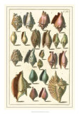 Buy Seba Shell Collection III at AllPosters.com
