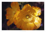 Buy Descanso Poppies at AllPosters.com