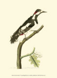 Buy Crimson Birds V at AllPosters.com
