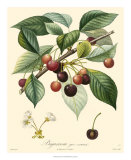 Buy Cherries at AllPosters.com