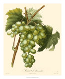 Buy Grapes I at AllPosters.com