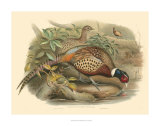 Pheasants I