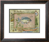 Blue-Gilled Sunfish