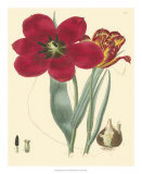 Elegant Tulips VI