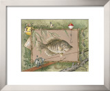 Crappie