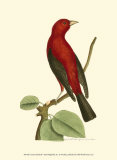 Buy Crimson Birds III at AllPosters.com