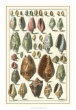 Buy Seba Shell Collection I at AllPosters.com