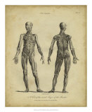 Buy Anatomy Study III at AllPosters.com
