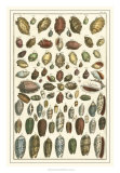 Buy Seba Shell Collection VI at AllPosters.com