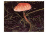 Buy Forest Floor II at AllPosters.com