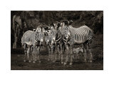 Zebras