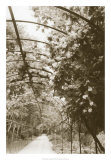 Buy Royal Botanical Garden, Madrid at AllPosters.com