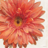 Buy Vivid Daisy at AllPosters.com