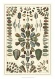 Buy Seba Shell Collection IV at AllPosters.com