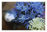 Buy Drummond Blue at AllPosters.com
