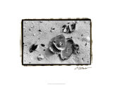 Sand Treasures III