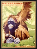Buy Munich Zoo, Ape at AllPosters.com