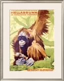 Buy Munich Zoo, Ape at AllPosters.com