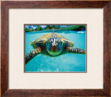Honu, Turtle