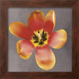 Buy Sunshine Tulip at AllPosters.com