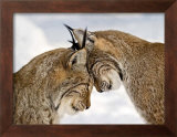 Two Lynx