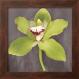 Buy Botanique at AllPosters.com