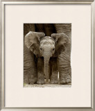 Baby Elephant