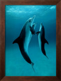 Danse Des Dauphins Framed Art Print