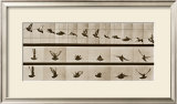 Buy Bird at AllPosters.com