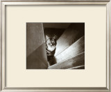 Buy Cat in the Stairs at AllPosters.com