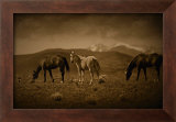 Buy Western Foal at AllPosters.com
