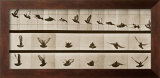 Buy Bird at AllPosters.com