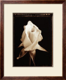 Buy Rose Blossom at AllPosters.com