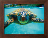 Honu, Turtle