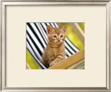 Buy Chaton Roux at AllPosters.com