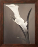Callas