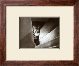 Buy Cat in the Stairs at AllPosters.com