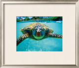 Honu, Turtle