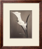 Callas
