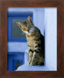Buy Greek Cat at AllPosters.com