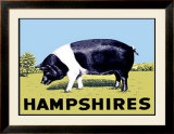 Buy Hampshires at AllPosters.com