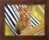 Buy Chaton Roux at AllPosters.com