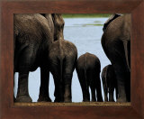 Buy Elephants at AllPosters.com