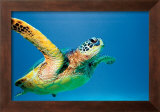 Buy Green Sea Turtle at AllPosters.com