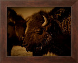 Buy Western Buffalo at AllPosters.com